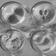 Illustration for article titled These Paper Models of Microbes and Cells Are Beautiful